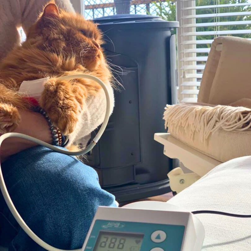 Consulta_Felina_Domestika_veterinaria_0