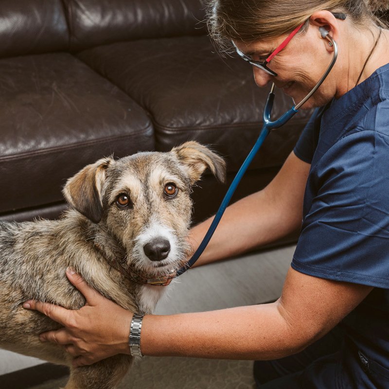 Servicio veterinario a domicilio