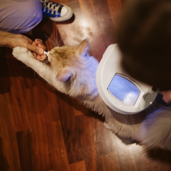 Dermatología Felina