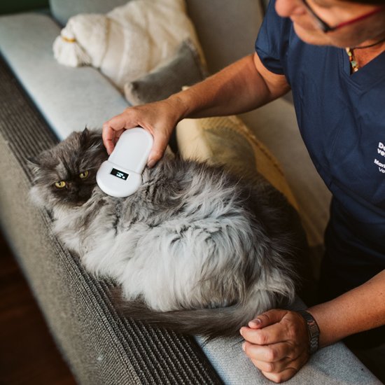DomestikaVet_gatos_04