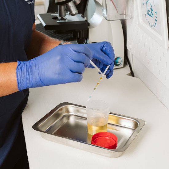 Laboratorio Domestika veterinaria