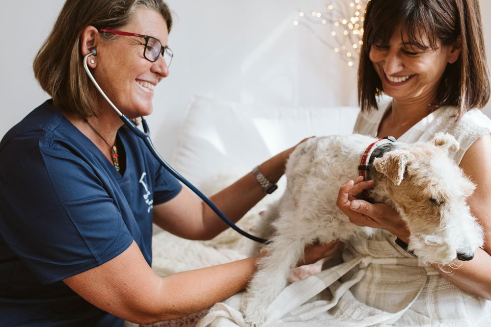 Consulta veterinaria a domicilio