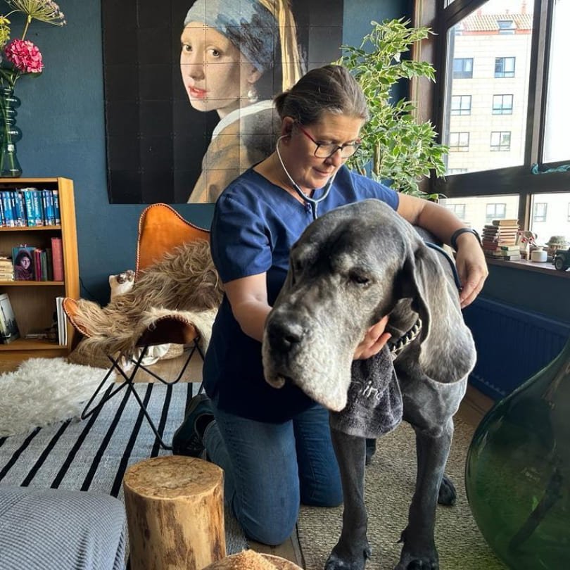 Consulta Canina Domestika Veterinaria