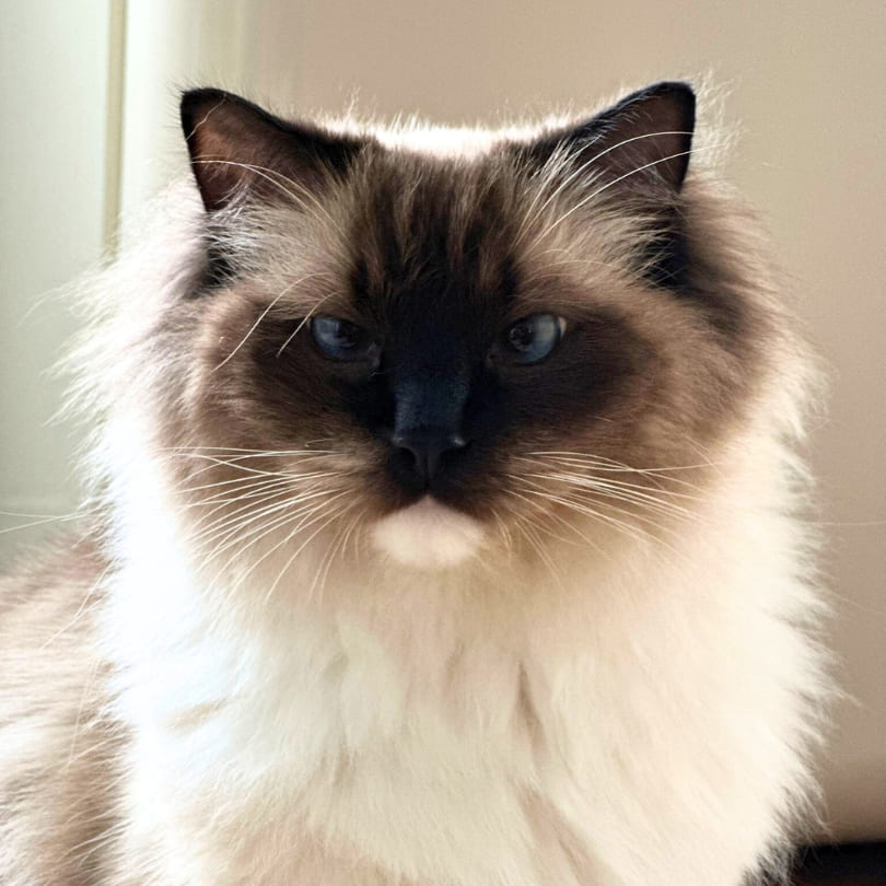 Consulta Felina Domestika Veterinaria