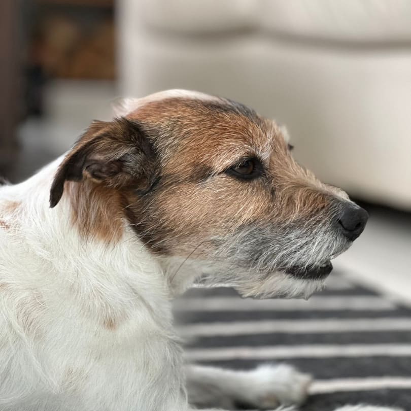 Consulta Canina Domestika Veterinaria
