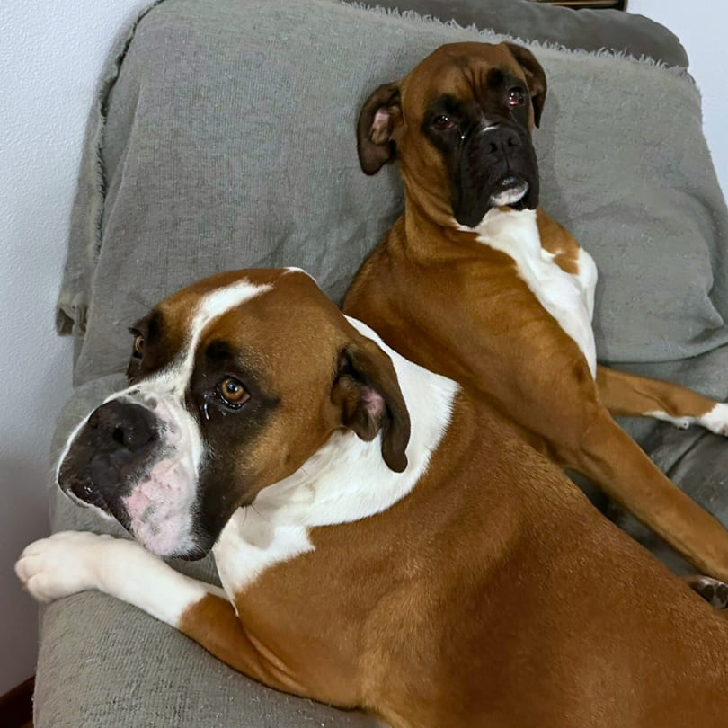 Consulta Canina Domestika Veterinaria