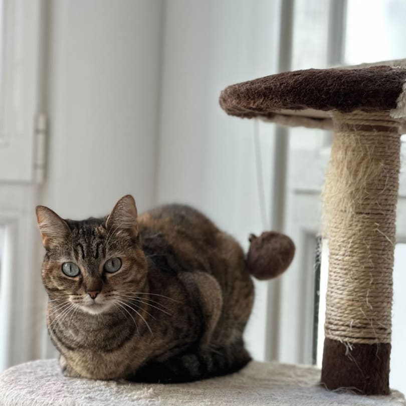 Consulta Felina Domestika Veterinaria