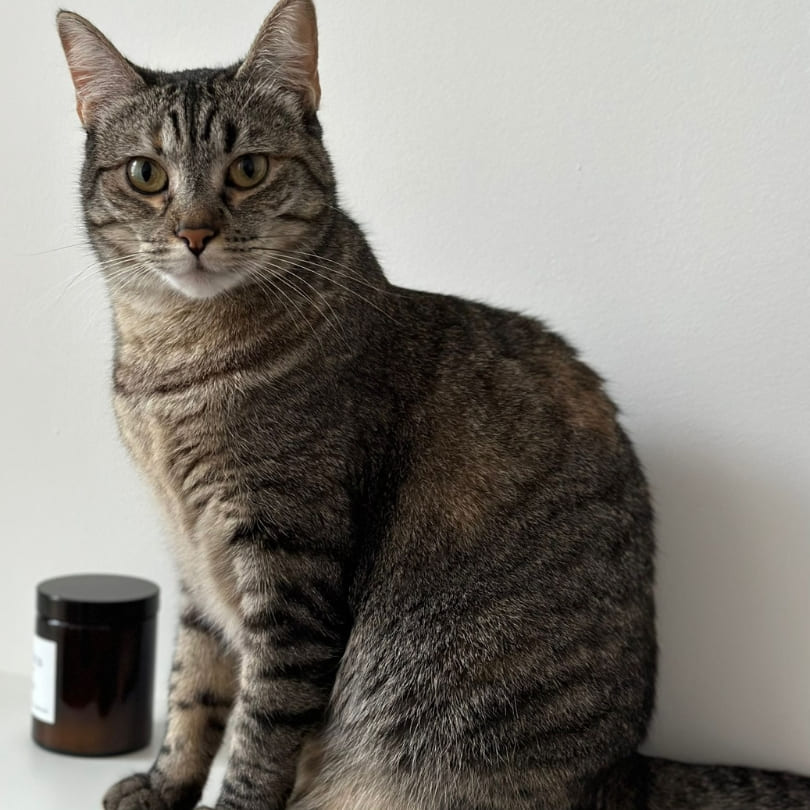 Consulta Felina Domestika Veterinaria